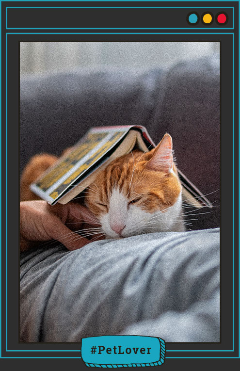 porque los gatos duermen encima de uno